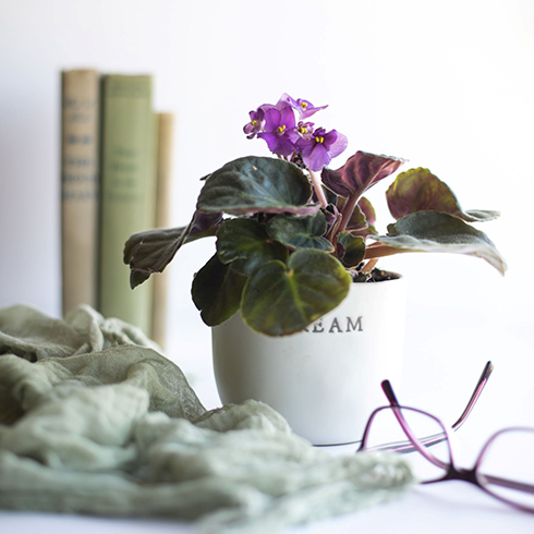 African Violets African Violets