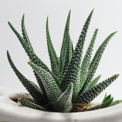 Aloe Vera A small potted aloe vera plant