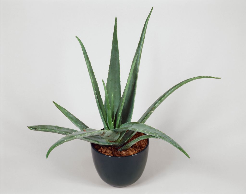 Close-up of Barbados aloe plant growing in a pot (Aloe vera)
