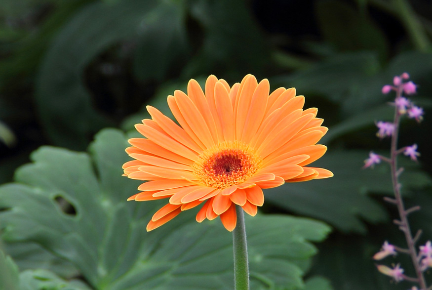 Barberton Daisy