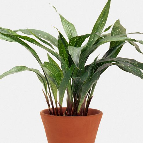 Cast-iron Plant (Aspidistra Eliator)