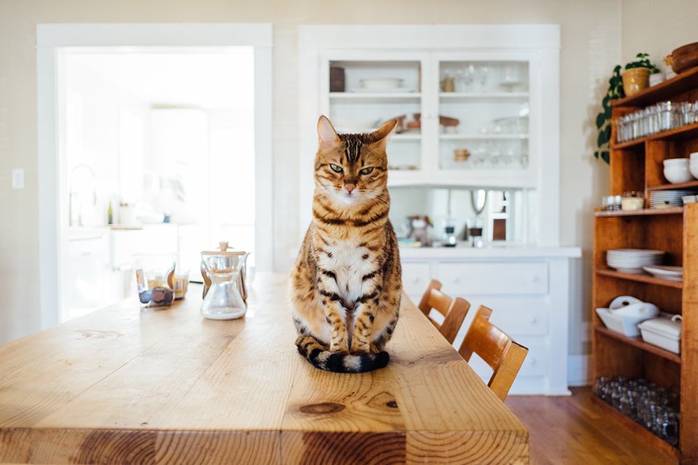 Give Cat Grass a Try Cat sitting on a wooden table in a bright dining room with shelves in the background.