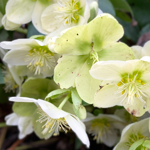 Christmas Rose Canadian plants: A blooming winter rose