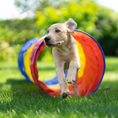 Create a Play Yard dog running though a tunnel