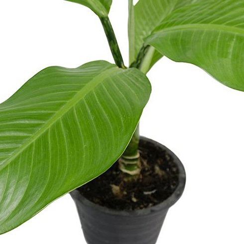 Dumb Cane (Dieffenbachia)
