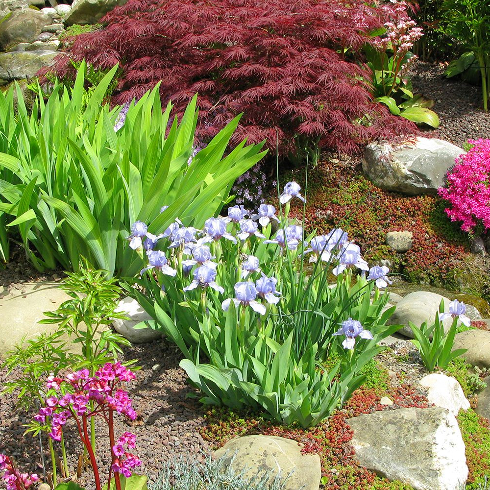 Add Colour With Flowers Bright beautiful flowers in a front garden