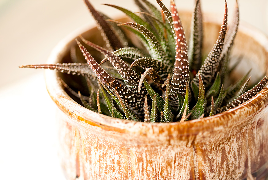 16. Haworthia Haworthia