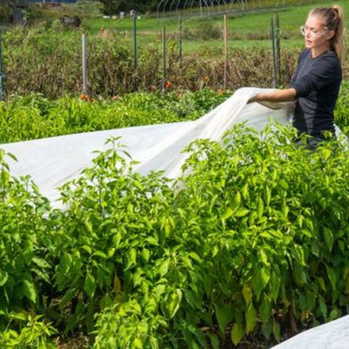Know When to Cover and Uncover Person uncovering plants in field