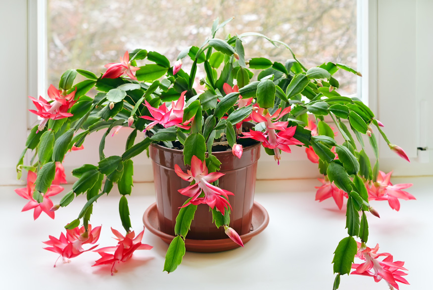 9. Keep it Warm Christmas cactus in window