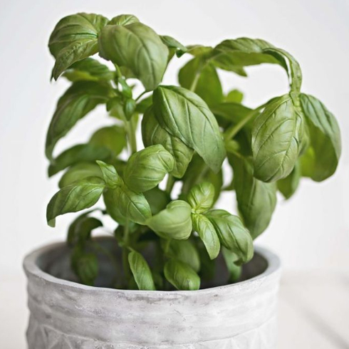 Basil Closeup of a basil plant in a white textured pot.