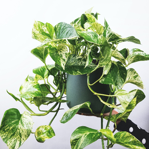 Marble Queen Pothos a marble queen pothos plant being held up in the night