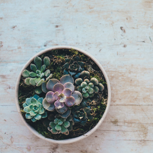 Close-up image of a succulent plant in a round container on a flat surface