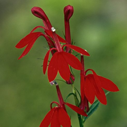 Ontario: Cardinal Flower Native Canadian Plants - red cardinal flower