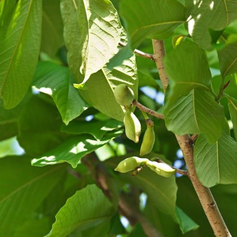 Ontario: Pawpaw Tree Native Canadian Plants: green pawpaw tree