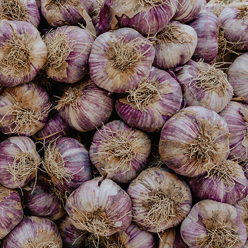 Closeup of lots of garlic heads