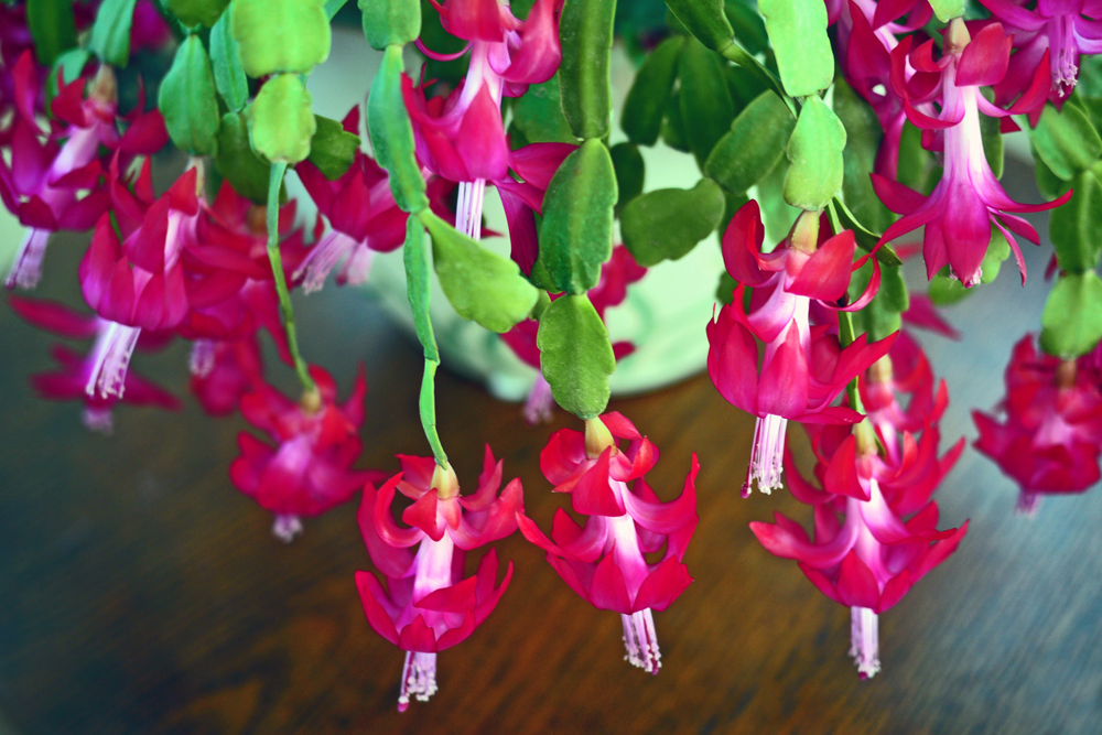 20. Propagate It Schlumbergera or Christmas Cactus with vibrant red flowers