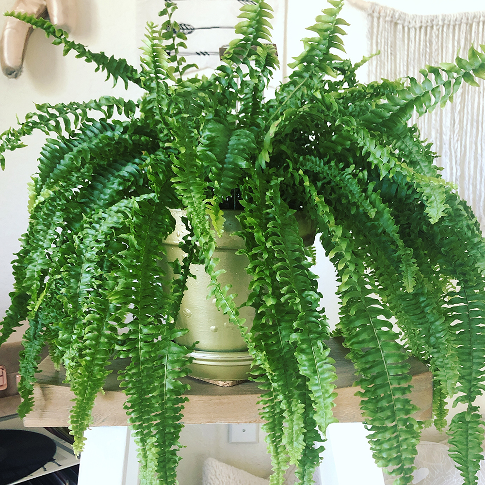 Boston Ferns Are Great Shower Plants Big, leafy Boston fern on a light wooden shelf in a light coloured pot.