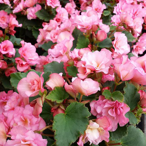 Rieger Begonia Rieger Begonia