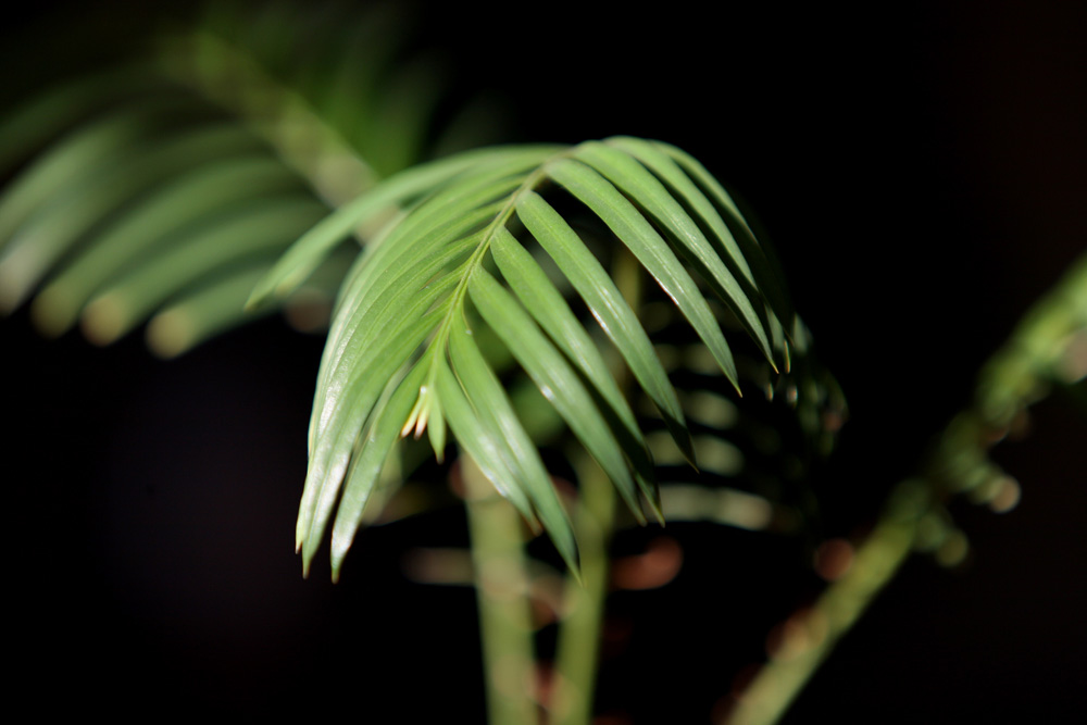 Sago Palm (Cycas Revoluta) Sago Palm