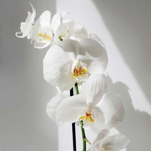 Phalaenopsis Orchid white orchid on white background