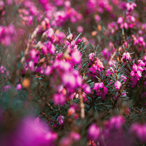 Winter Heath Canadian plants: Blooming pink winter heath in a bush