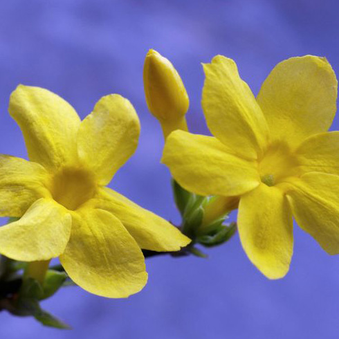 Winter Jasmine (Jasminum nudiflorum) Winter Jasmine (Jasminum nudiflorum)