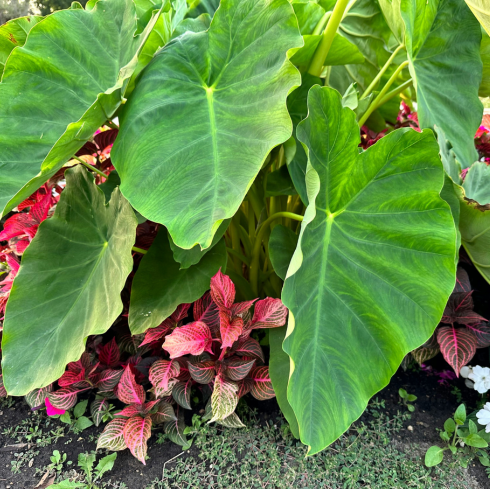 Colocasia (AKA Elephant Ear) Shot of a garden with smaller plants low to the ground, and huge, heart-shaped, wavy Colocasia leaves up top.