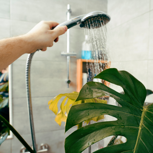 Plant Shower a man's hand rinsing a plant in the shower