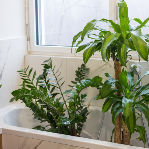 Use the Sink or Bathtub indoor plants inside a bathtub